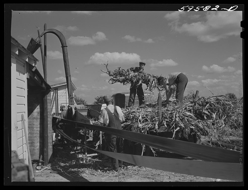 [Untitled photo, possibly related to: Members of the co-op filling a member's silo with corn. Two Rivers Non-Stock…
