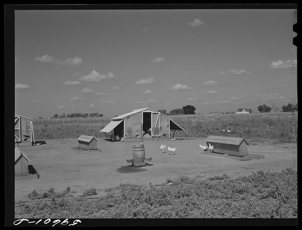 [Untitled photo, possibly related to: Poultry houses and barn on Two Rivers Non-Stock Cooperative, a FSA (Farm Security…
