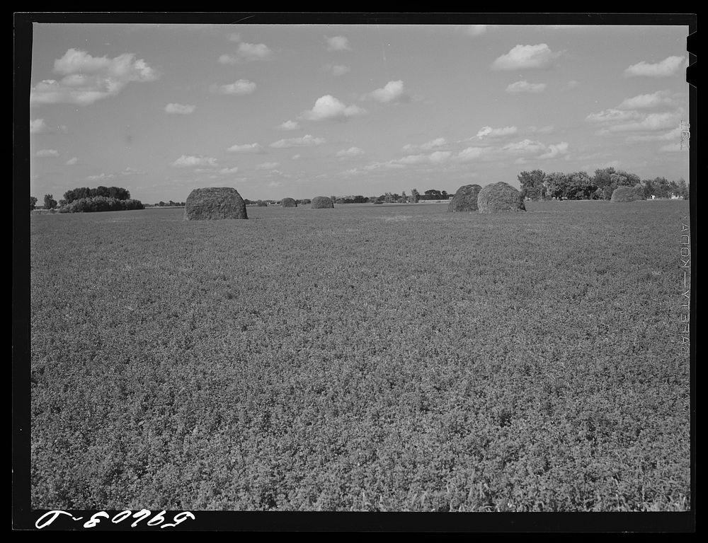 Field of alfalfa at Two Rivers Non-Stock Cooperative, a FSA (Farm Security Administration) co-op. Waterloo, Nebraska.…