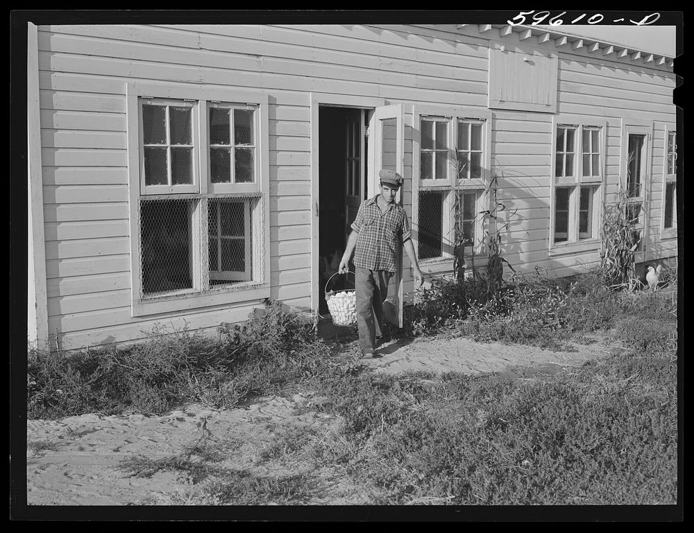 Arnold Sobers, poultry helper, with baskets of eggs outside poultry house. Two Rivers Non-Stock Cooperative, Waterloo…
