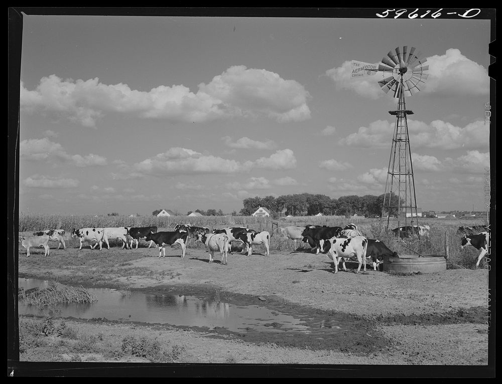 Cows by the windmill and water hole being driven to the barn to be milked. Two Rivers Non-Stock Cooperative, a FSA (Farm…
