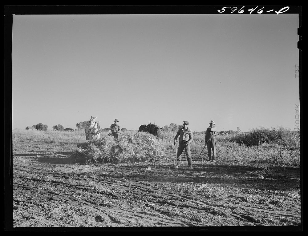 [Untitled photo, possibly related to: Threshing beans in the North Platte River Valley, Nebraska]. Sourced from the Library…