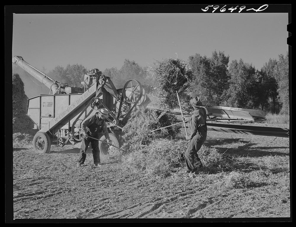 Threshing beans in the North Platte River Valley, Nebraska. Sourced from the Library of Congress.
