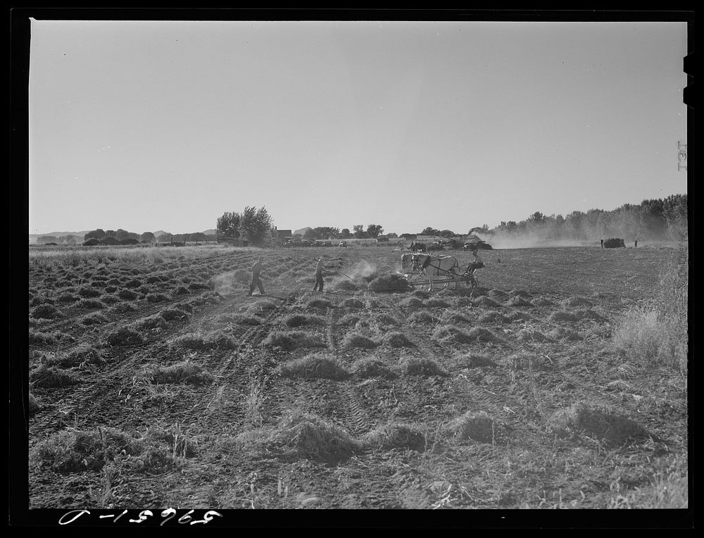 [Untitled photo, possibly related to: Threshing beans in the North Platte River Valley, Nebraska]. Sourced from the Library…