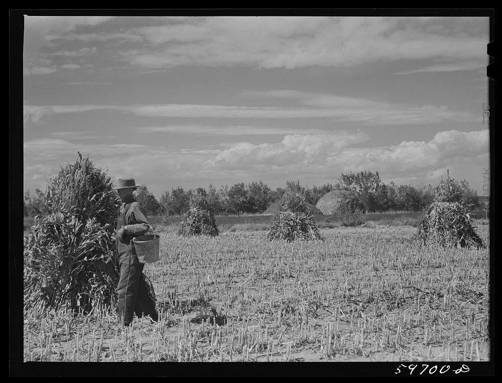 [Untitled photo, possibly related to: A.E. Scott and his son Charles tying up shocks of sorghum cane for livestock fodder on…