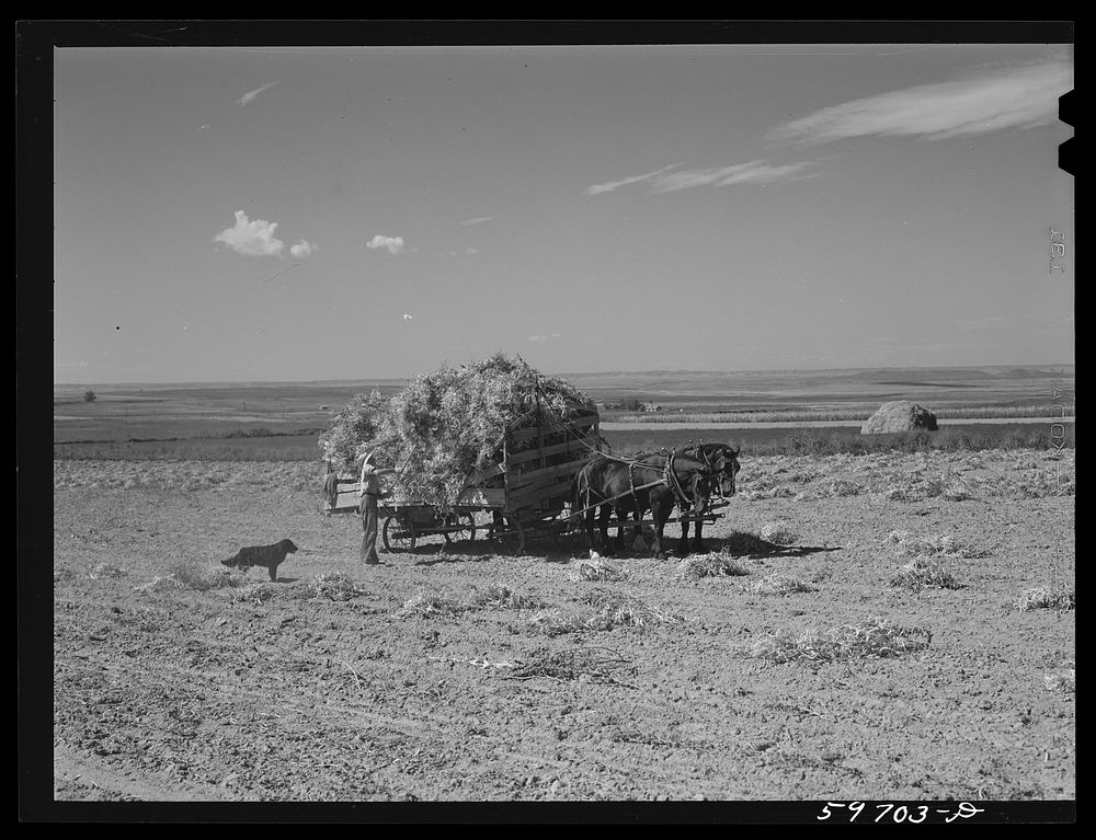 Gathering beans in Sandhill dry land area northeast of Scottsbluff, Nebraska (see general caption number 1). Sourced from…