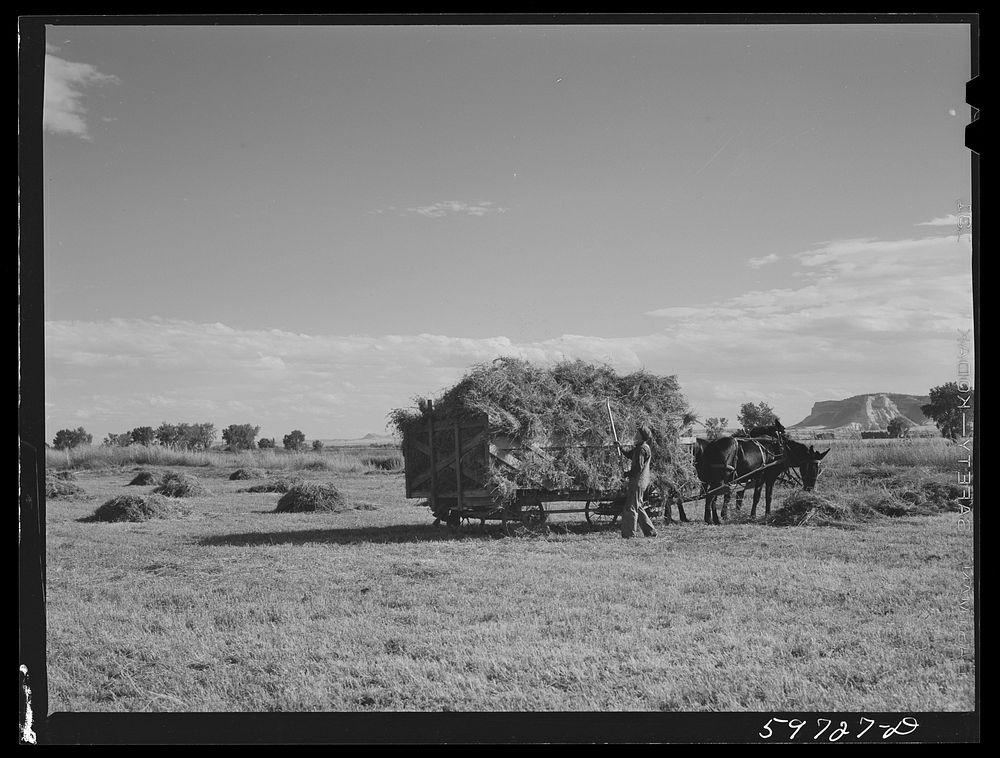 Taking in the hay on Scottsbluff Farmsteads, FSA (Farm Security Administration) project. Scottsbluff, Nebraska. Sourced from…