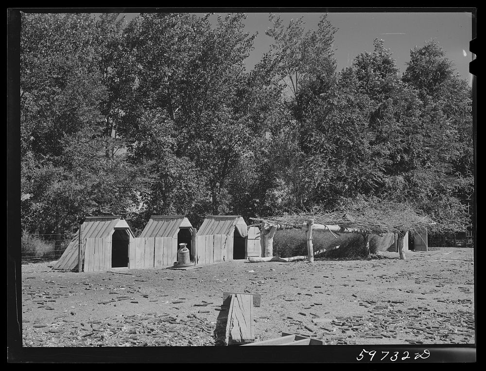 Hog house on A.E. Scott's farm northeast of Scottsbluff, Nebraska (see general caption number one). Sourced from the Library…