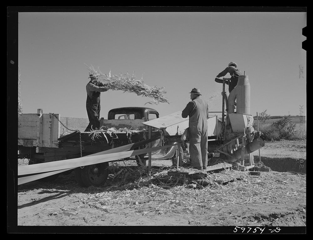 [Untitled photo, possibly related to: Filling the trench silo on Scottsbluff Farmsteads, FSA (Farm Security Administration)…