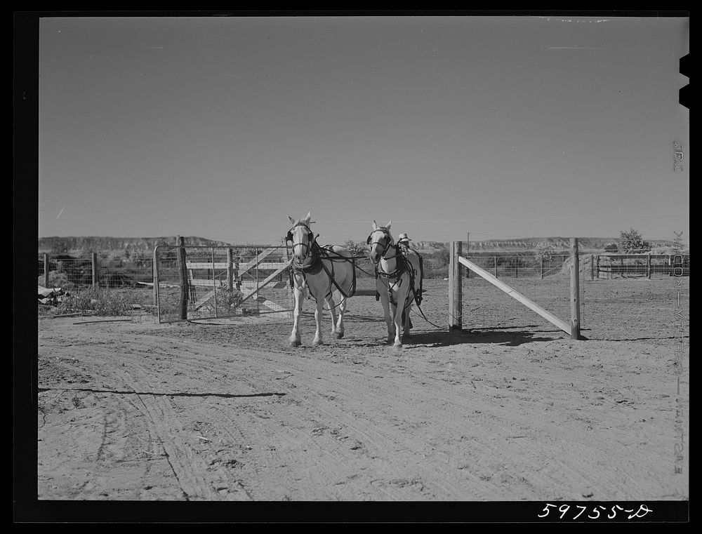 Team of work horses. Scottsbluff Farmsteads, FSA (Farm Security Administration) project, Nebraska. Sourced from the Library…