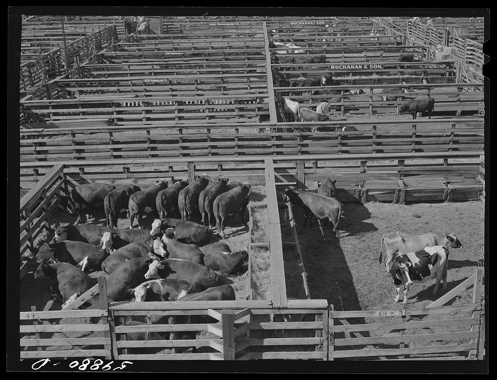 [Untitled photo, possibly related to: Cattle being inspected by commission men and buyers before auction sale. Union…