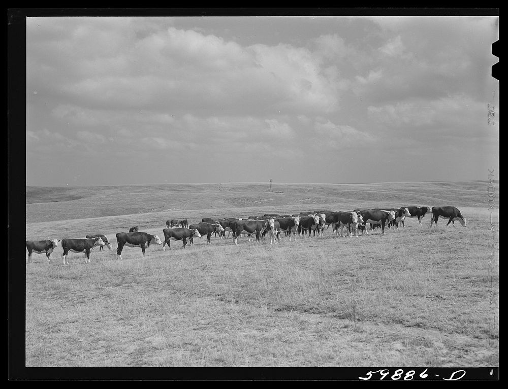 [Untitled photo, possibly related to: Hereford cattle on grazing land, near windmill and water hole, belonging to Mr.…