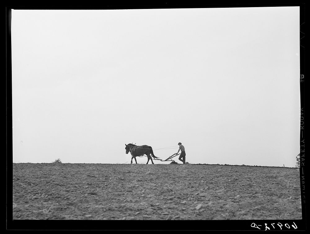 Plowing the ground for cantaloupe planting. Deshee Unit, Wabash Farms, Indiana. Sourced from the Library of Congress.