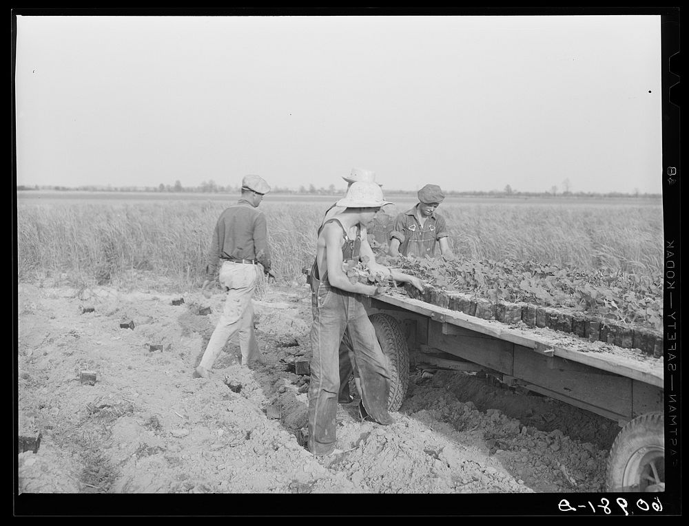 Cantaloupe planting. Deshee Unit, Wabash Farms, Indiana. The planting crew lay the plants alongside furrows, a few feet…