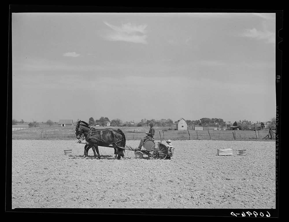 FSA (Farm Security Administration) rehabilitation borrower planting tomatoes with help of his two little daughters. Crawford…