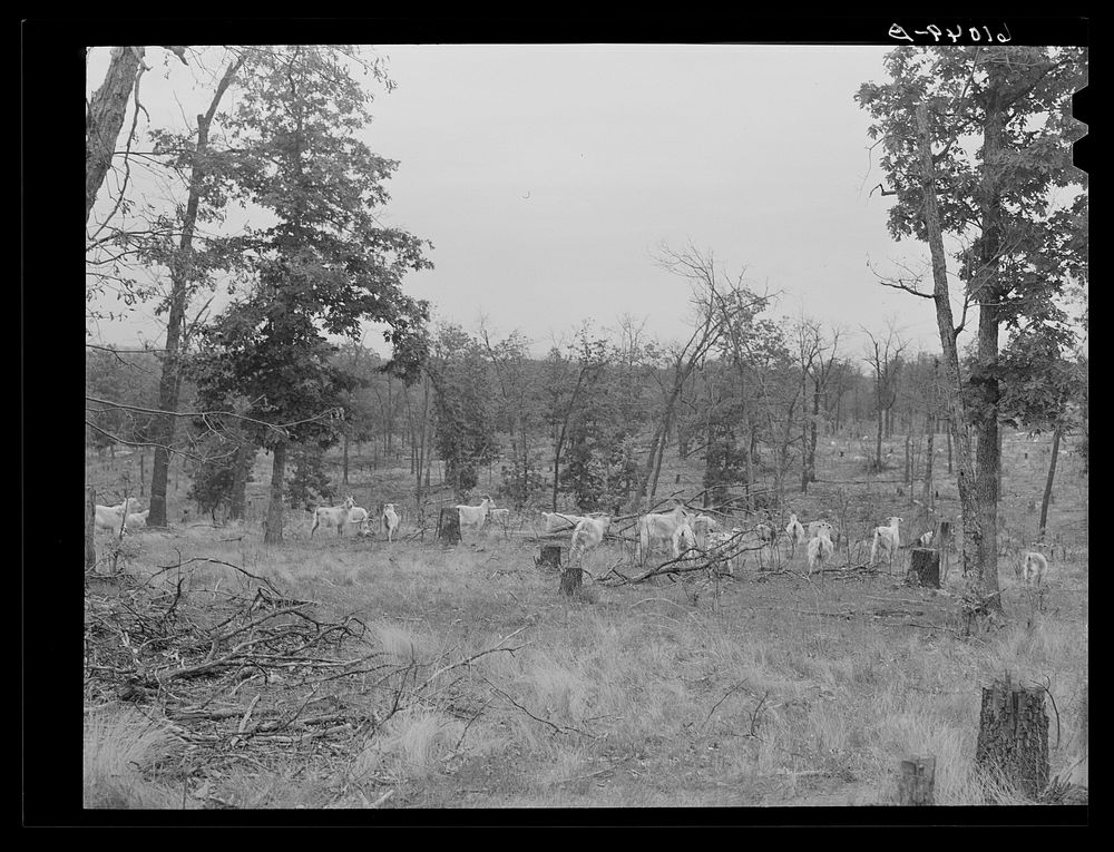 Goats on Ozark Mountain farm. Missouri. Sourced from the Library of Congress.