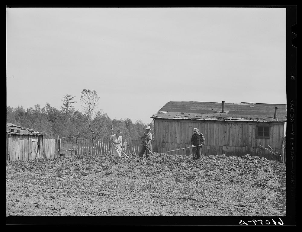 Family at work in garden. This house is along the often-flooded Mississippi riverbottoms; the family will move to one of the…