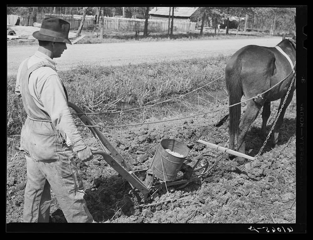 Planting cotton. New Madrid County, Missouri. Sourced from the Library of Congress.