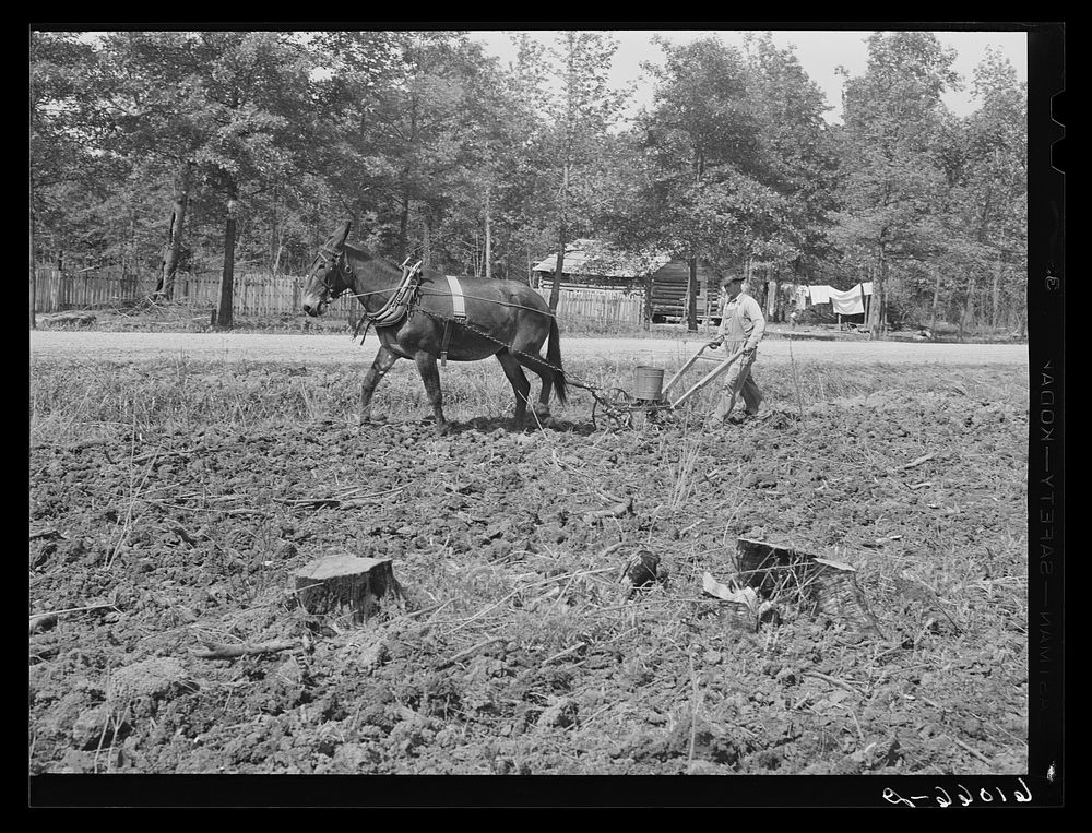 Planting cotton on submarginal farmland along riverbottoms. New Madrid County, Missouri. Sourced from the Library of…