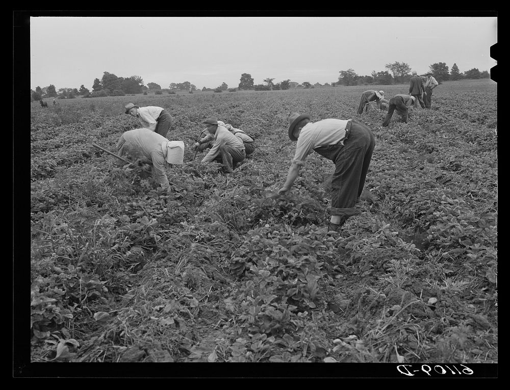 [Untitled photo, possibly related to: Picking strawberries. Berrien County, Michigan]. Sourced from the Library of Congress.