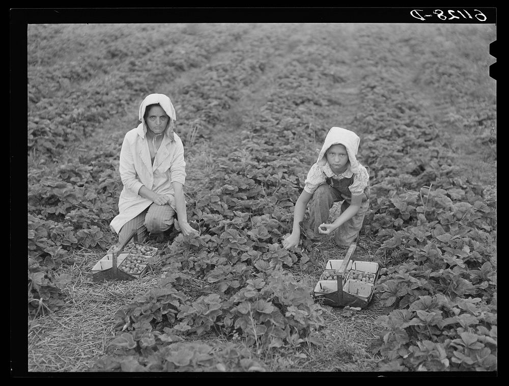 Migrant strawberry pickers. Berrien County, Michigan. Sourced from the Library of Congress.