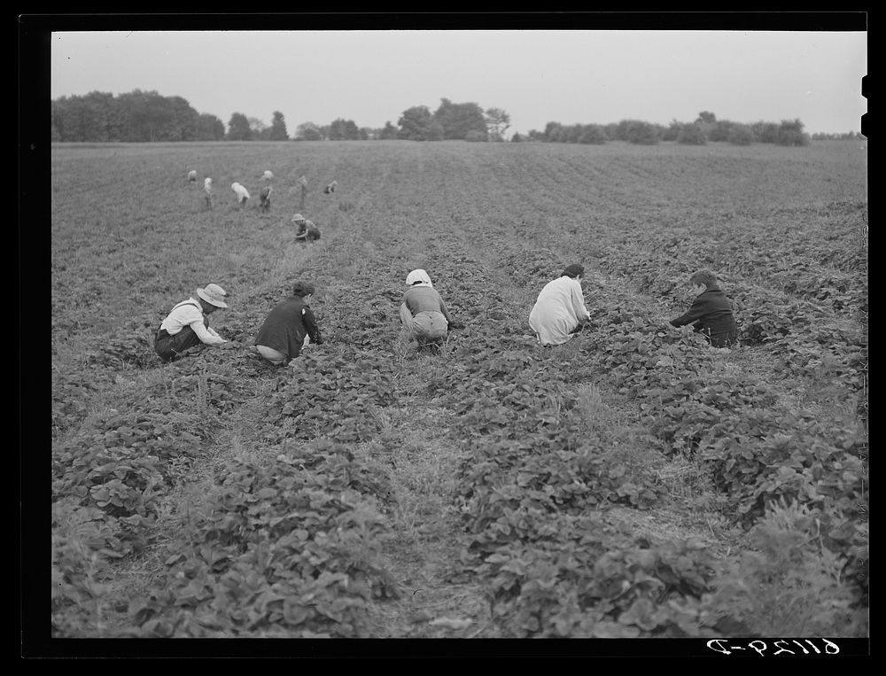 Picking strawberries. Berrien County, Michigan. Sourced from the Library of Congress.