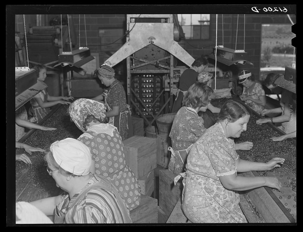 Grading cherries in packing plant. Berrien County, Michigan. These women are wives of migrant fruit pickers. Sourced from…