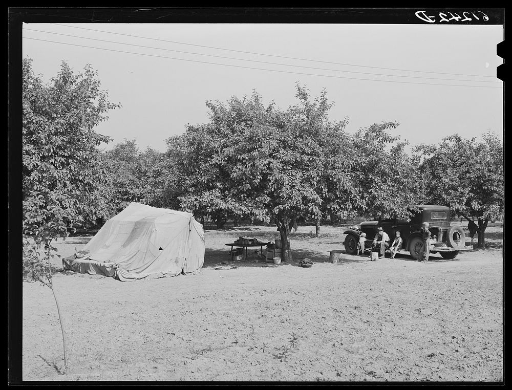 Tent pitched in cherry orchard, occupied by father, mother, and three children from Arkansas. Berrien County, Michigan.…