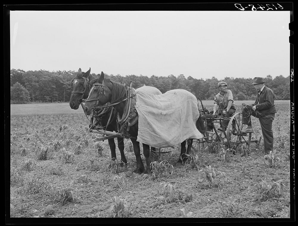 County supervisor talking to FSA (Farm Security Administration) borrower who is cultivating corn. Door County, Wisconsin.…