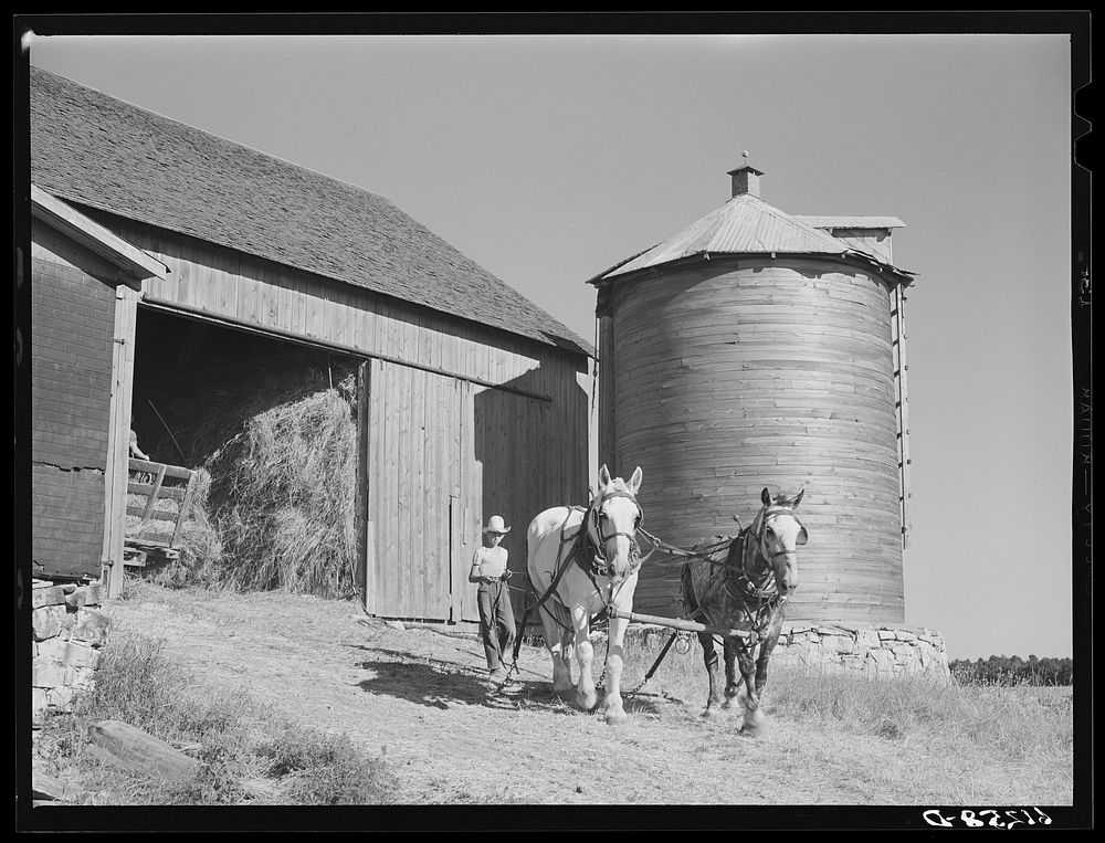 Loading hay into loft with team of horses and pulley. Door County, Wisconsin. Sourced from the Library of Congress.