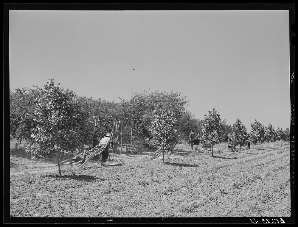 Moving ladders to another part of the orchard. Cherry pickers. Door County, Wisconsin. Sourced from the Library of Congress.