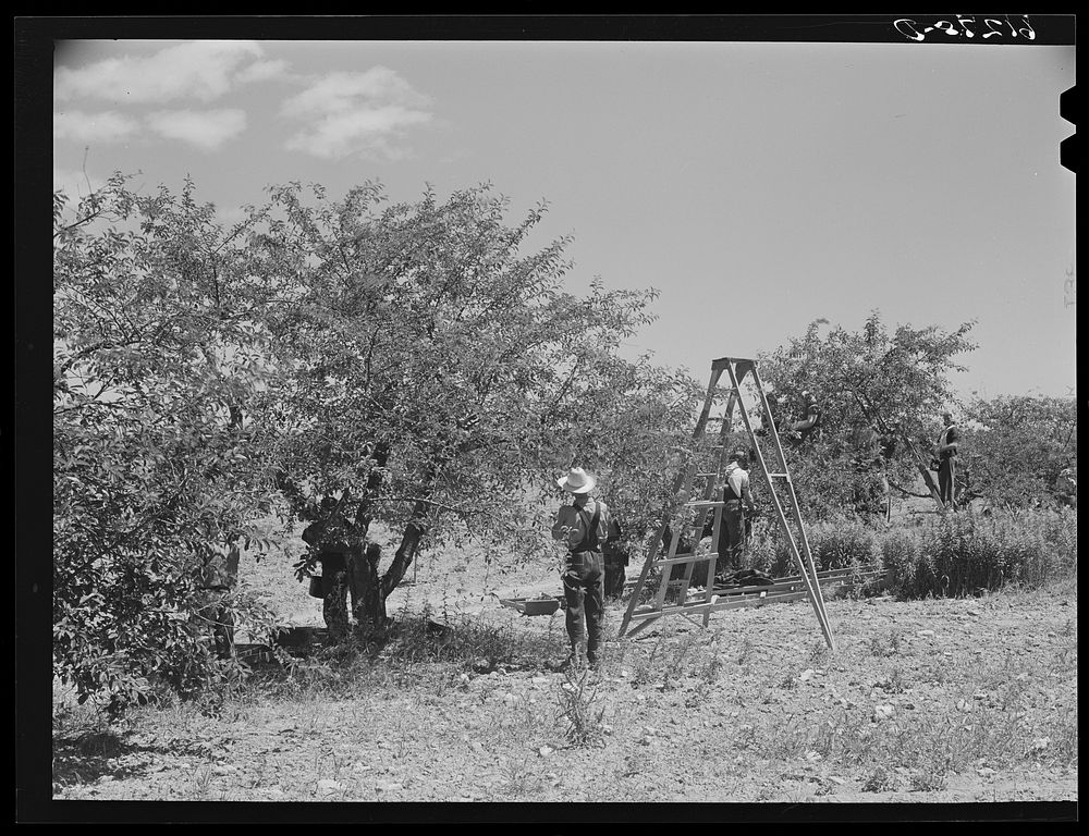 [Untitled photo, possibly related to: Cherry pickers working in the largest cherry orchard in the world. Door County…