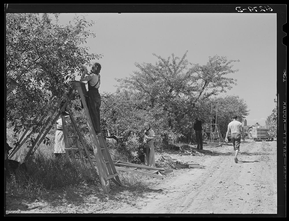 Cherry pickers working in the largest cherry orchard in the world. Door County, Wisconsin. Sourced from the Library of…