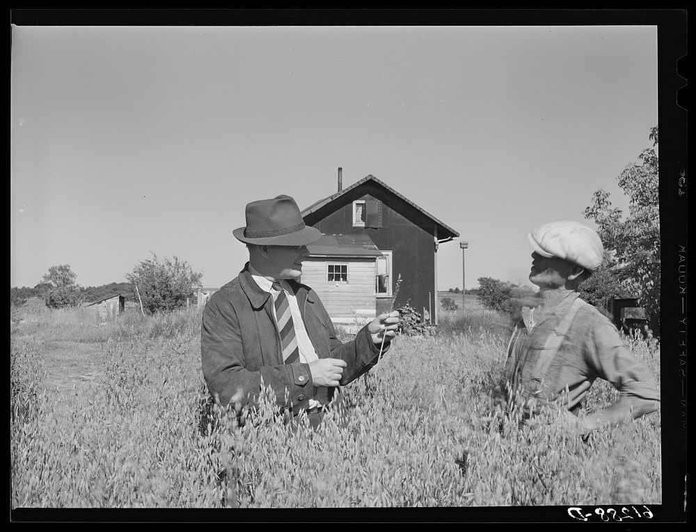 [Untitled photo, possibly related to: FSA (Farm Security Administration) rehabilitation borrower in field of oats with…