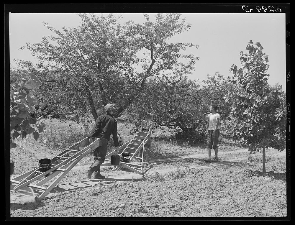 Orchard boss directing cherry pickers to unpicked trees. Door County, Wisconsin. Sourced from the Library of Congress.