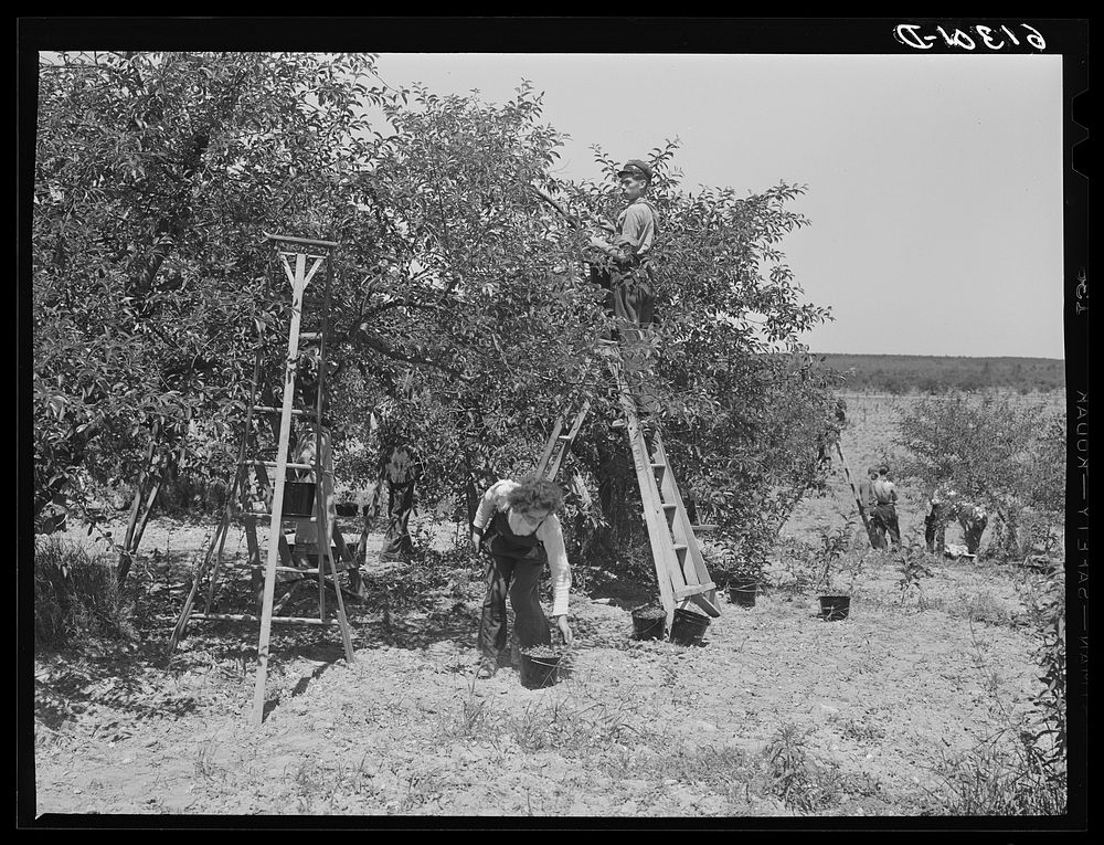 Picking cherries. Door County, Wisconsin. Sourced from the Library of Congress.