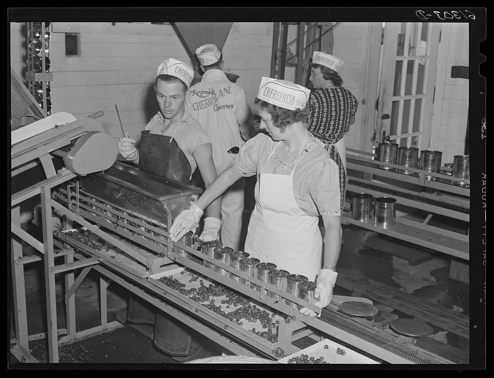 Cans of cherries on way to sealing machine. Door County, Wisconsin. Sourced from the Library of Congress.