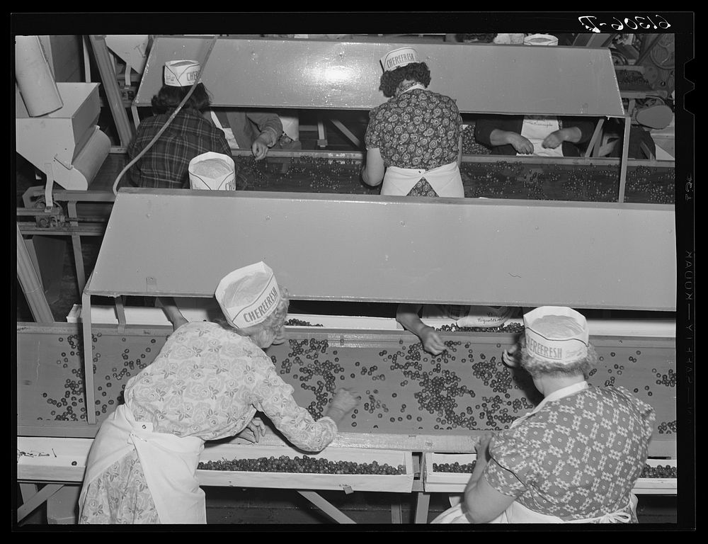 Removing defective cherries and stems. Canning plant, Door County, Wisconsin. Sourced from the Library of Congress.
