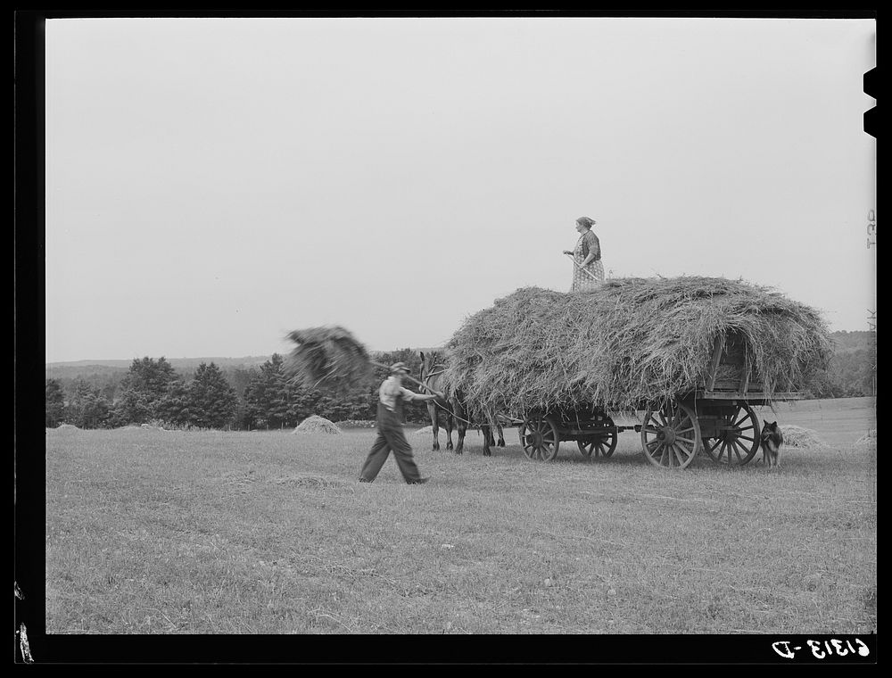 Loading hay. Door County, Wisconsin. Sourced from the Library of Congress.