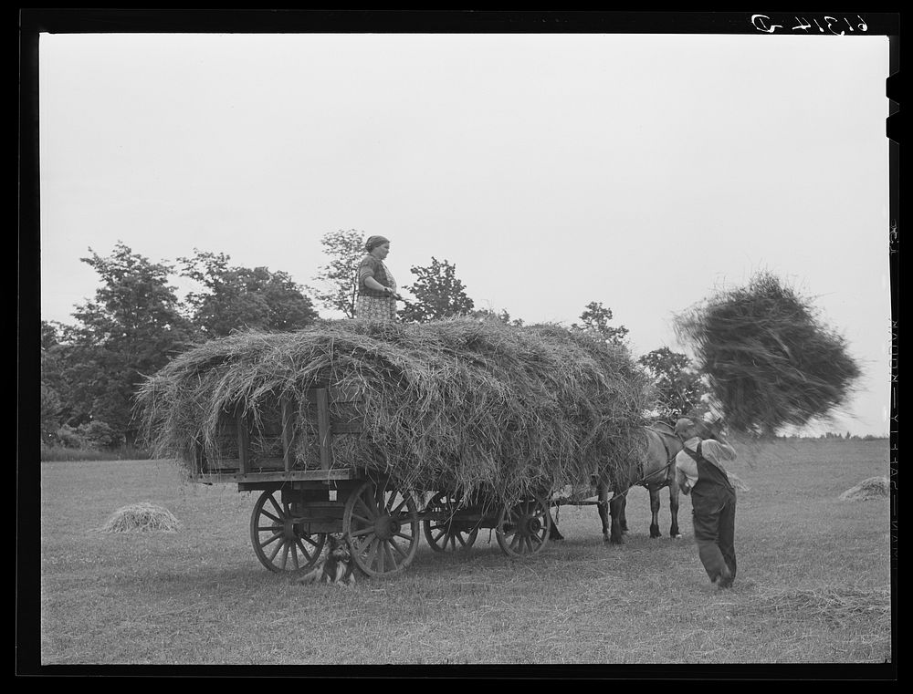 [Untitled photo, possibly related to: Loading hay. Door County, Wisconsin]. Sourced from the Library of Congress.