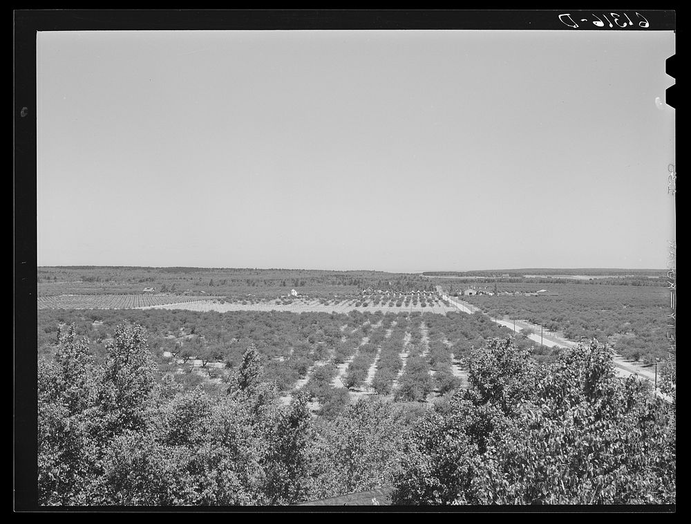 Part of the largest cherry orchard in the world. Door County, Wisconsin. Sourced from the Library of Congress.