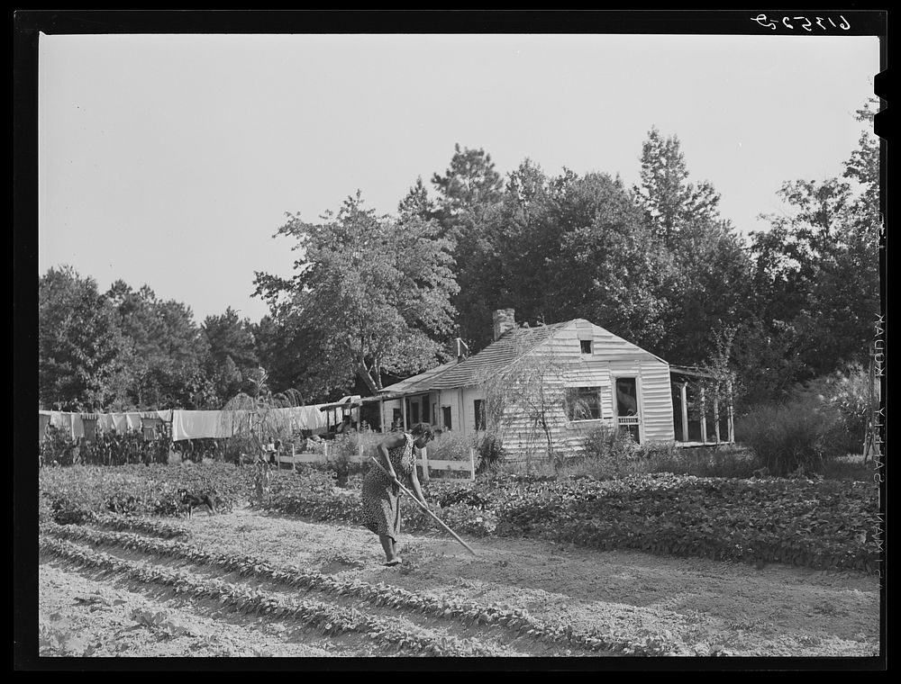 [Untitled photo, possibly related to: Mrs. Calip White hoeing in her late garden. Saint Mary's County, Maryland]. Sourced…