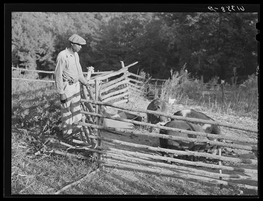 [Untitled photo, possibly related to: James Bush, FSA (Farm Security Administration) borrower, shucking corn in front of his…