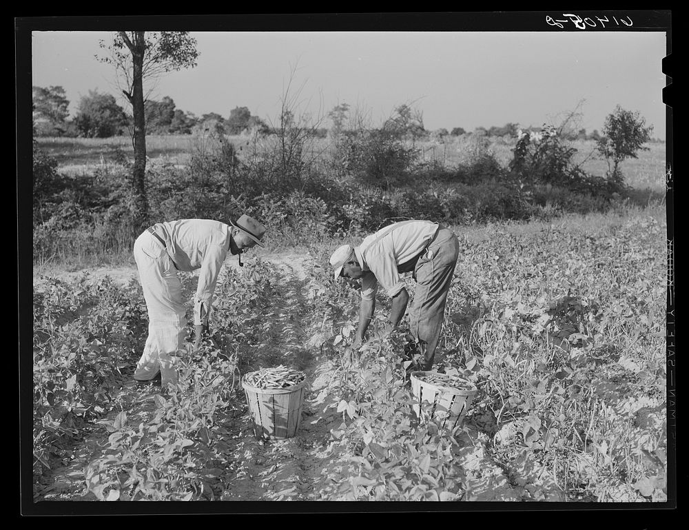 George Pernell and Lucas Barnes picking peas for canning factory, an occasional source of extra income. Saint Mary's County…