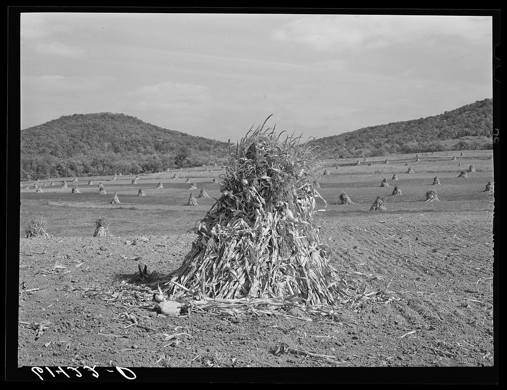 Corn shocks on Phil Gay's farm in the Scioto River valley at the foot of the hills. Ross County, Ohio. Sourced from the…