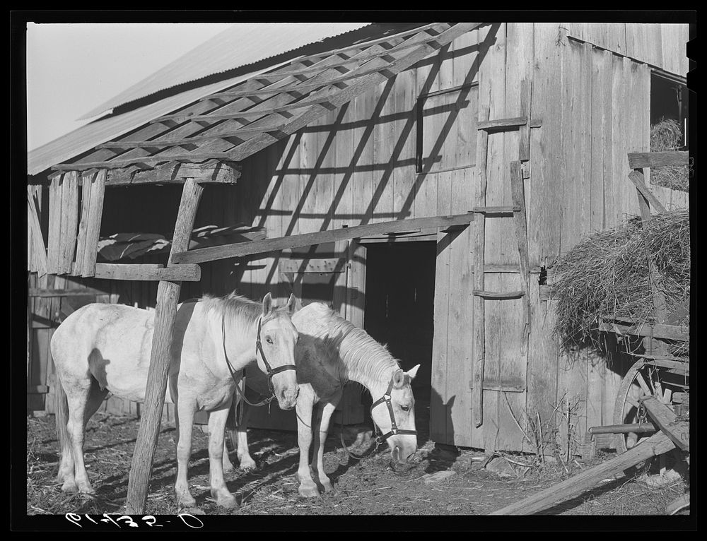 Team of horses bought by Joe Coperning with FSA (Farm Security Administration) loan. Ross County, Ohio. Sourced from the…