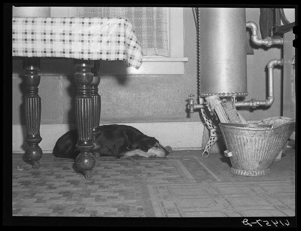 Dog sleeping under kitchen table in farm kitchen. Cavalier County, North Dakota. Sourced from the Library of Congress.