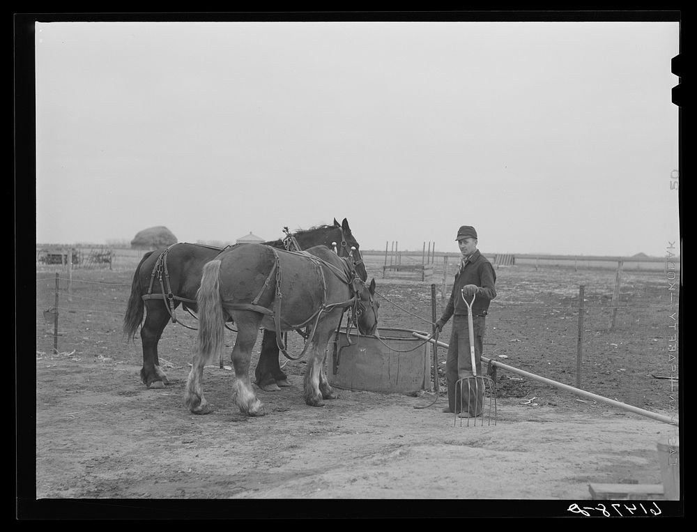 Watering horses on Amundson Farm. Red River Valley Farms. North Dakota. Sourced from the Library of Congress.