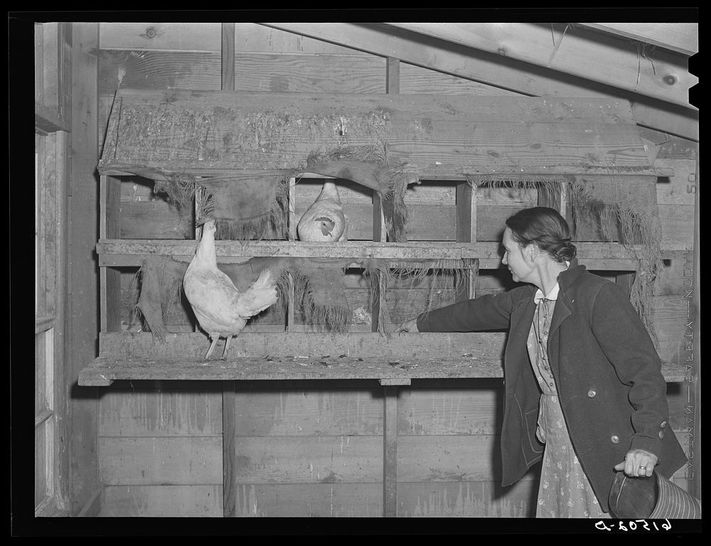Mrs. Amundson in chicken house. Red River Valley Farms, North Dakota. Sourced from the Library of Congress.