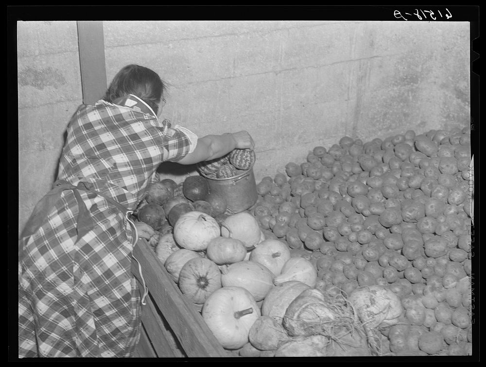 Mrs. Sauer getting vegetables out of storage cellar. Cavalier County, North Dakota. Sourced from the Library of Congress.